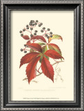 Buy Virginian Creeper at AllPosters.com