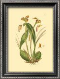 Buy Orchids IV at AllPosters.com