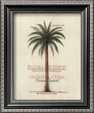 Palma de Coco