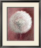 Buy Dandelion Clock II at AllPosters.com