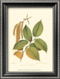 Buy Black Birch at AllPosters.com