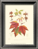 Buy Red Maple at AllPosters.com