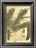 Antique Weymouth Pine Tree