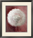 Buy Dandelion Clock I at AllPosters.com