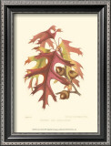 Buy Scarlet Oak at AllPosters.com