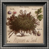 Figuier du Sud