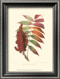 Buy Smooth Sumac at AllPosters.com
