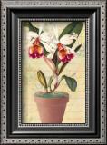 Potted Cattleya