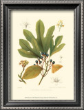 Buy Sassafras at AllPosters.com