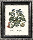 Buy Gloxinia at AllPosters.com