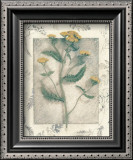 Yarrow