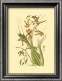 Buy Orchids III at AllPosters.com