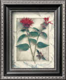 Buy Bee Balm at AllPosters.com