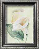 Buy Calla Lily I at AllPosters.com