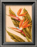 Buy Bird of Paradise at AllPosters.com