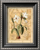 Buy Lily at AllPosters.com