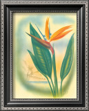 Buy Hawaiian Bird of Paradise at AllPosters.com