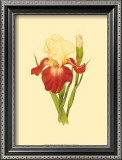Buy Iris Bloom VIII at AllPosters.com