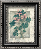 Buy Pelargonium at AllPosters.com