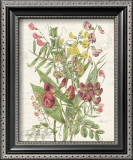 Buy April Sweet Pea at AllPosters.com