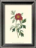 Buy Crimson Beauty III at AllPosters.com