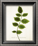 Buy Flirt at AllPosters.com