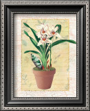 Buy Potted Cymbidium at AllPosters.com