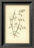 Grasses I