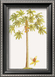 Buy Papaya Tree at AllPosters.com