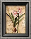 Buy Amaryllis at AllPosters.com