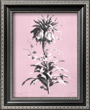 Buy Dussurgey Imperiale on Pink at AllPosters.com