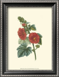 Buy Crimson Beauty II at AllPosters.com