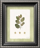 Buy Starfish Botanical IV at AllPosters.com