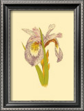 Buy Iris Bloom I at AllPosters.com