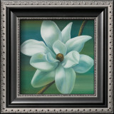 Buy Star Magnolia at AllPosters.com
