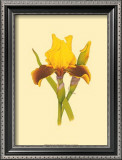 Buy Iris Bloom IV at AllPosters.com
