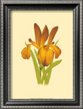 Buy Iris Bloom II at AllPosters.com