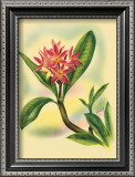 Buy Plumeria at AllPosters.com