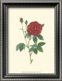 Buy Crimson Beauty I at AllPosters.com