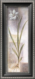 Buy Lilium at AllPosters.com