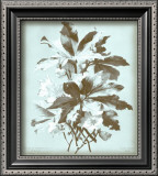 Buy Dussurgey Ellebore on Blue at AllPosters.com
