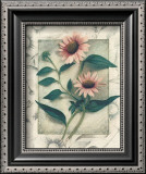 Echinacea