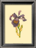 Buy Iris Bloom III at AllPosters.com