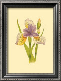 Iris Bloom VII
