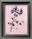 Dussurgey Amaryllis on Pink