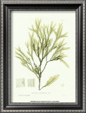 Buy Seaweed I at AllPosters.com
