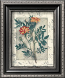 Buy Calendula at AllPosters.com