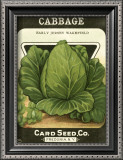 Buy Cabbage at AllPosters.com