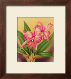 Buy Cattleya at AllPosters.com