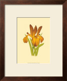 Buy Iris Bloom II at AllPosters.com